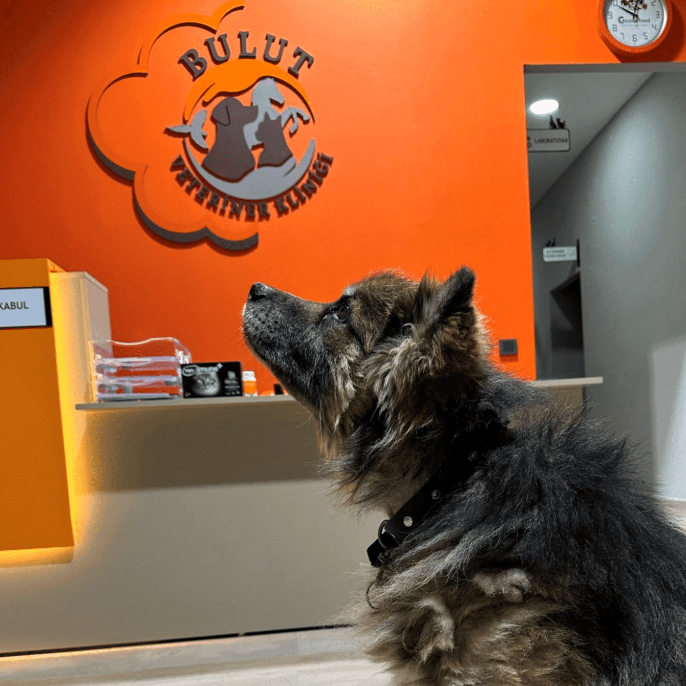 A dog waiting at the Bulut Veterinary Clinic reception