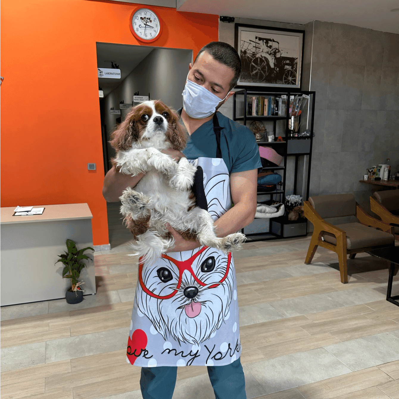 A dog being examined at Bulut Veterinary Clinic